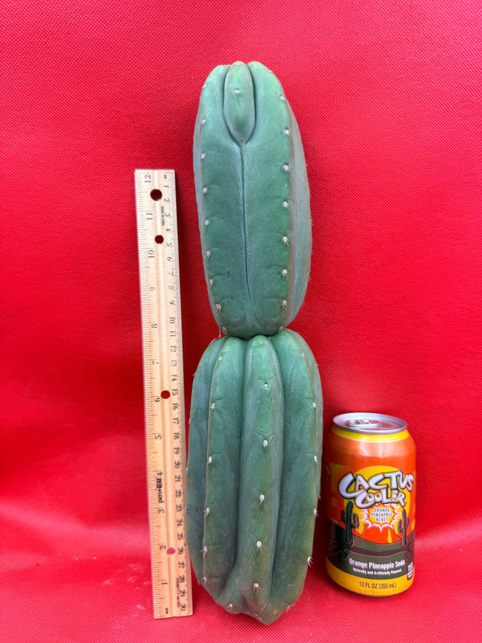 Ribshifting Cahuilla cactus   !