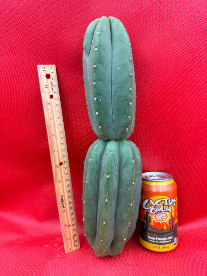 Ribshifting Cahuilla cactus   !