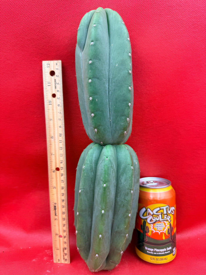 Ribshifting Cahuilla cactus   !