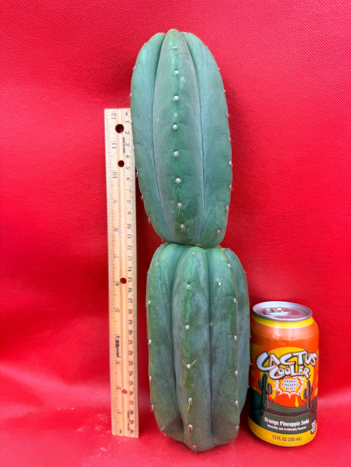 Ribshifting Cahuilla cactus   !