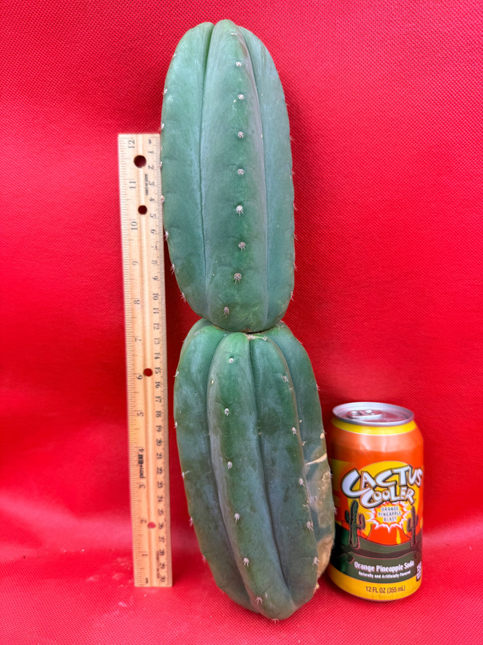 Ribshifting Cahuilla cactus   !