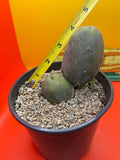 Rooted Tbm - in pot