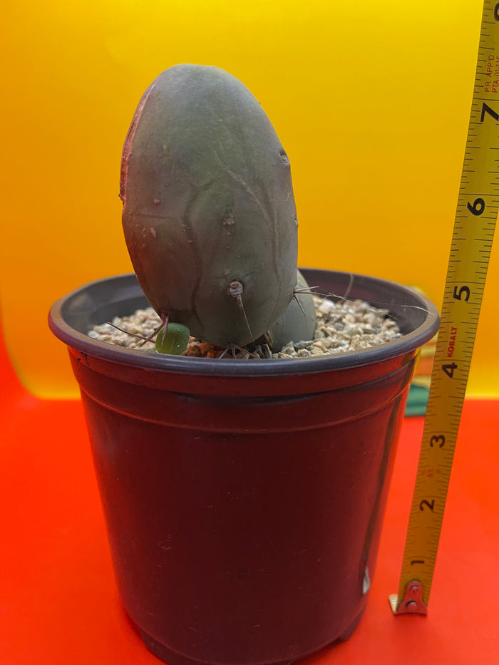 Rooted Tbm - in pot