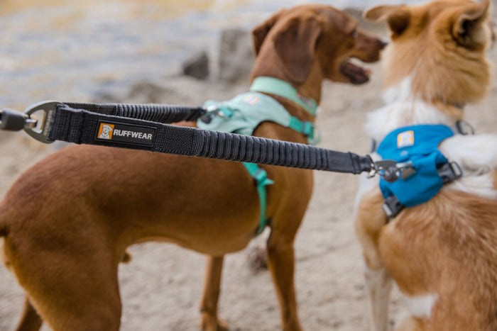 Two dogs wearing the Double Track Coupler, both wearing harnesses.