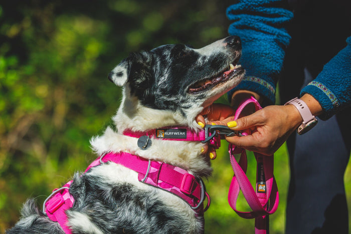 Ruffwear - Front Range Collar