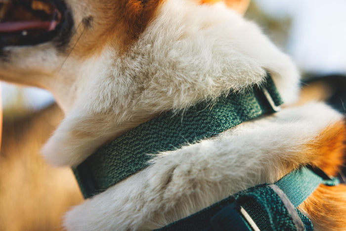 Ruffwear - Front Range Flex Collar