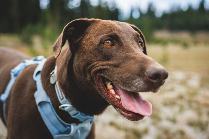 Ruffwear - Front Range Flex Collar
