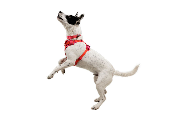 Ruffwear - Front Range Flex Harness