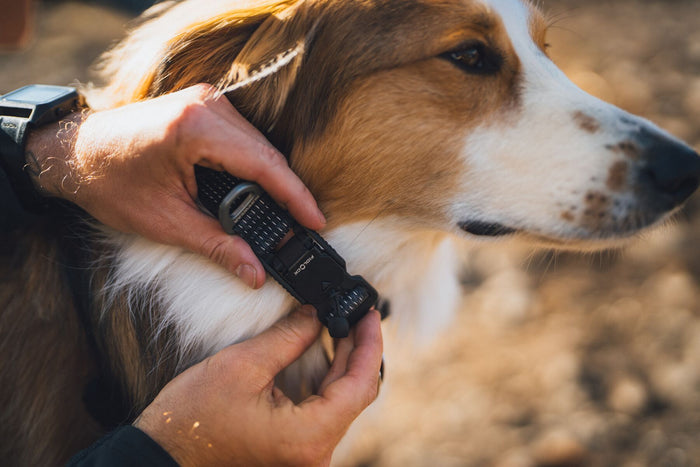 Ruffwear - Ridgeline Collar