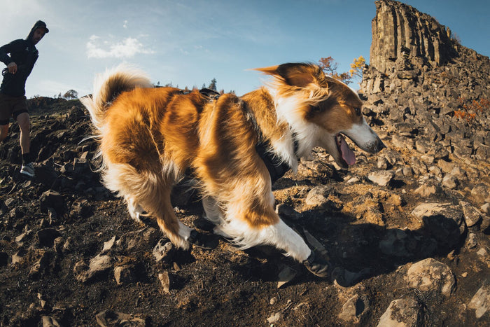 Ruffwear - Ridgeline Collar