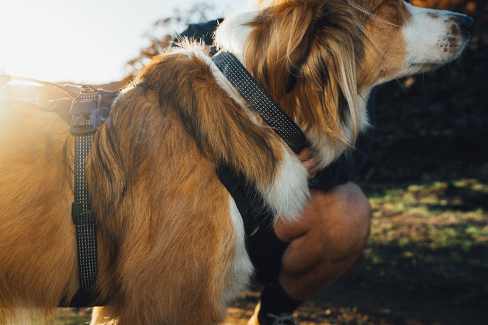 Ruffwear - Ridgeline Collar