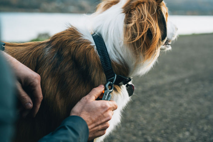 Ruffwear - Ridgeline Collar