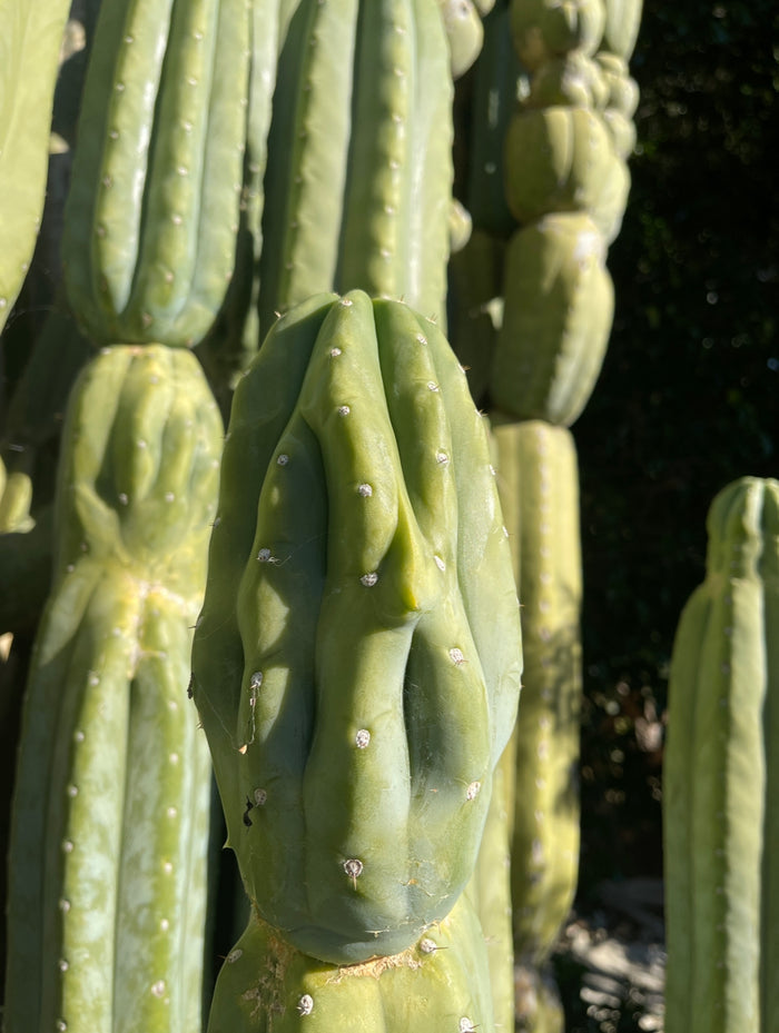 SALE !!! 100 San Pedro Cactus - “Cahuilla” O.p. seeds!!