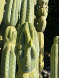 SALE !!! 100 San Pedro Cactus - “Cahuilla” O.p. seeds!!