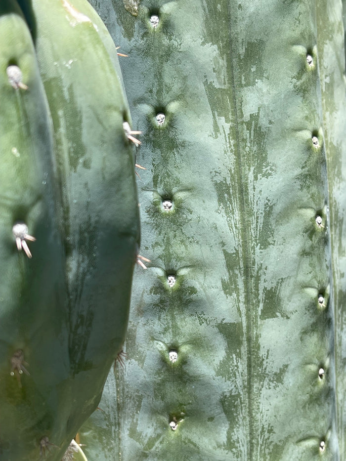 SALE !!! 100 San Pedro Cactus - “Cahuilla” O.p. seeds!!