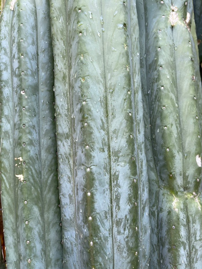 SALE !!! 100 San Pedro Cactus - “Cahuilla” O.p. seeds!!