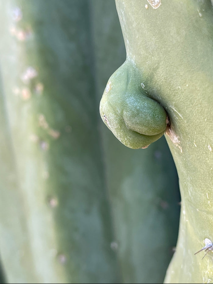 SALE !!! 100 San Pedro Cactus - “Cahuilla” O.p. seeds!!