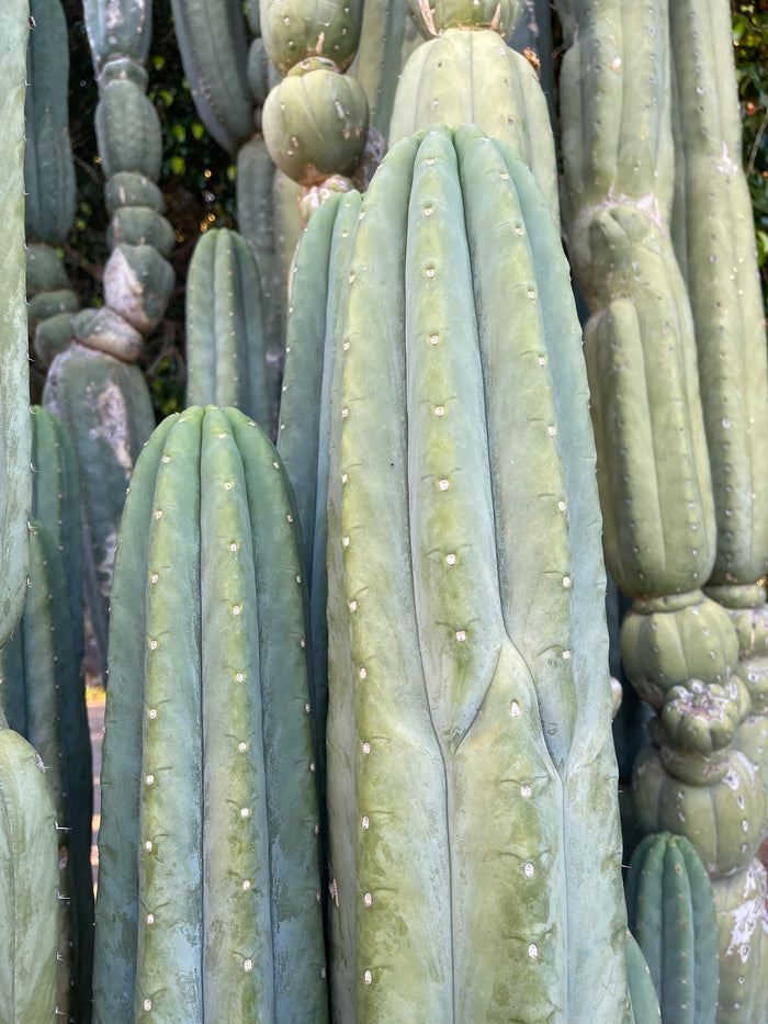 SALE !!! 100 San Pedro Cactus - “Cahuilla” O.p. seeds!!