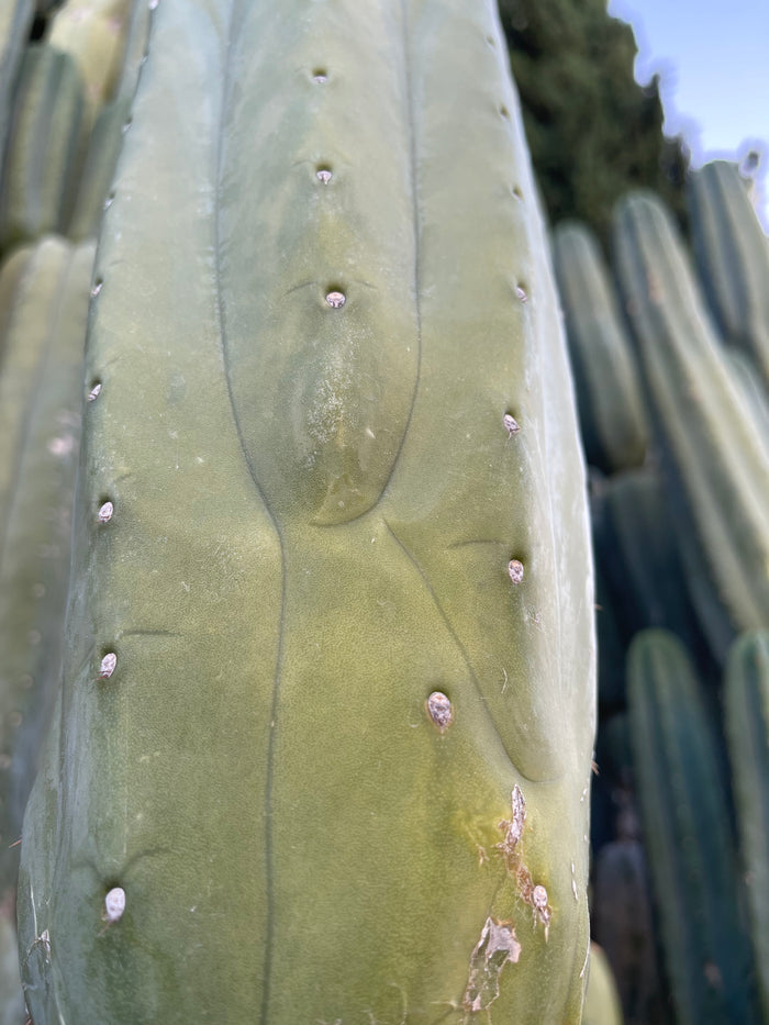 SALE !!! 100 San Pedro Cactus - “Cahuilla” O.p. seeds!!
