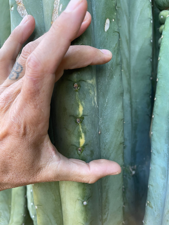 SALE !!! 100 San Pedro Cactus - “Cahuilla” O.p. seeds!!