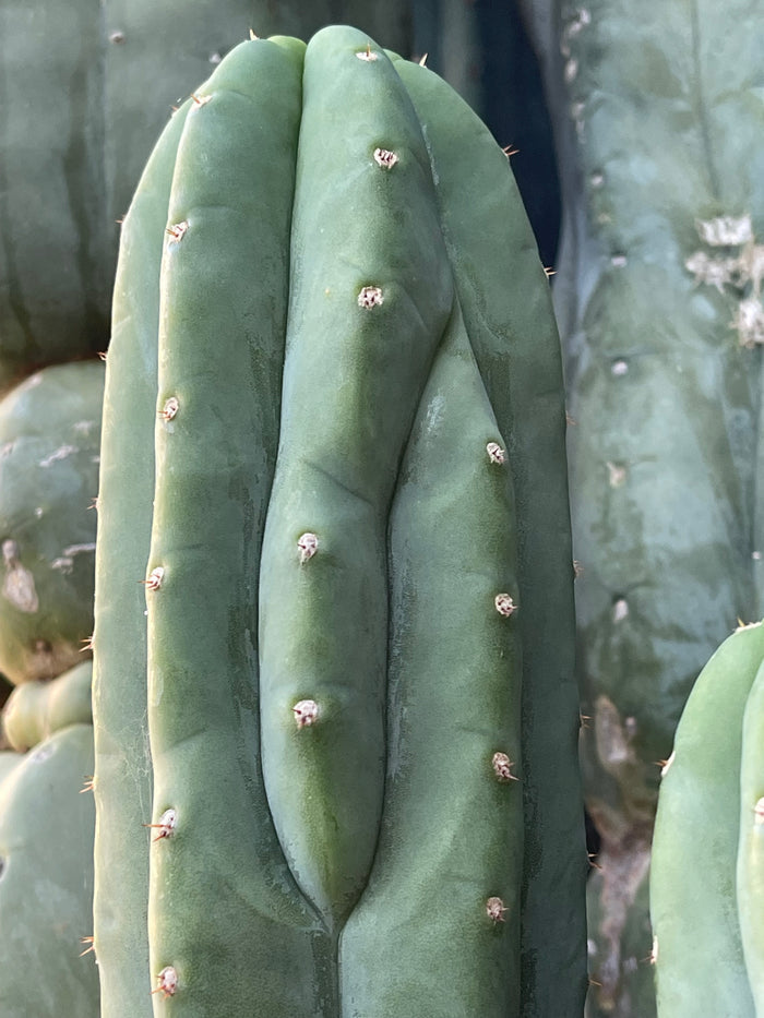 SALE !!! 100 San Pedro Cactus - “Cahuilla” O.p. seeds!!