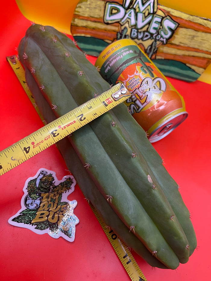 San Pedro Cactus !!! -LARGE-