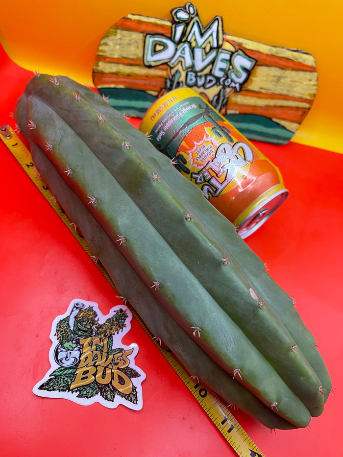 San Pedro Cactus !!! -LARGE-