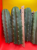 San Pedro Cactus cutting - Medium 8”-10” fresh cut  !