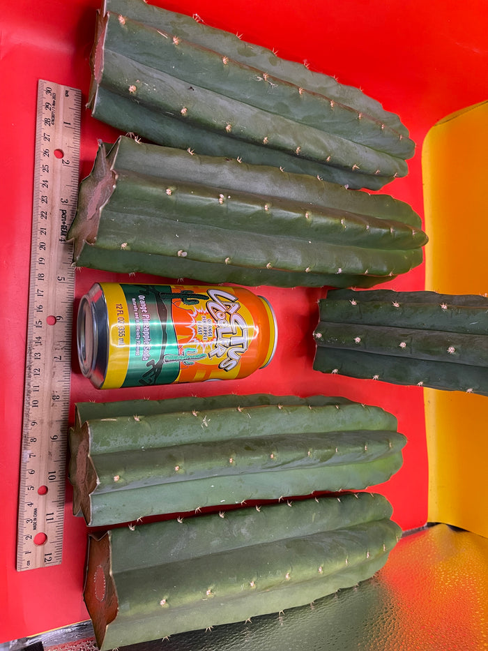 San Pedro Cactus cutting - Medium 8”-10” fresh cut  !