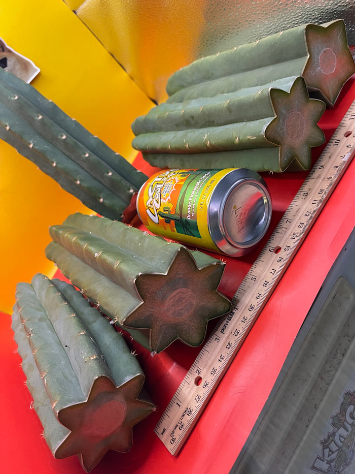 San Pedro Cactus cutting - Medium 8”-10” fresh cut  !