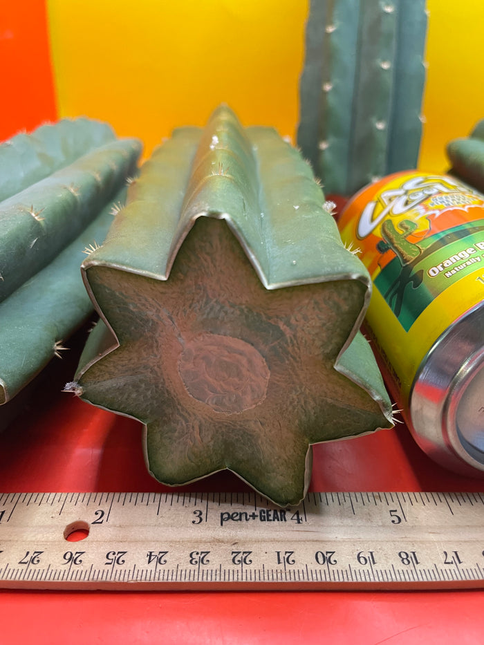 San Pedro Cactus cutting - Medium 8”-10” fresh cut  !