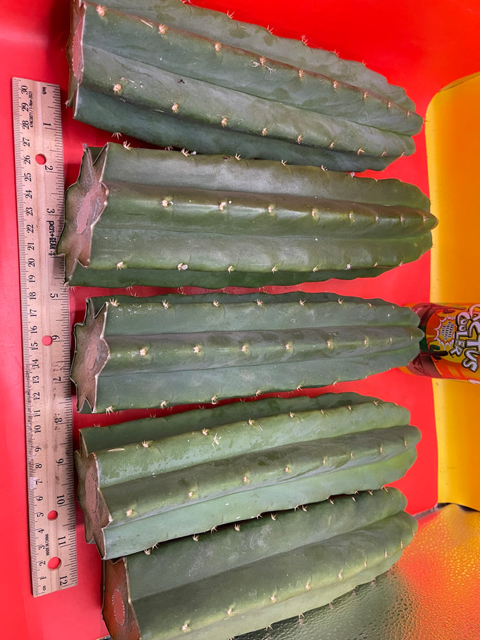 San Pedro Cactus cutting - Medium 8”-10” fresh cut  !