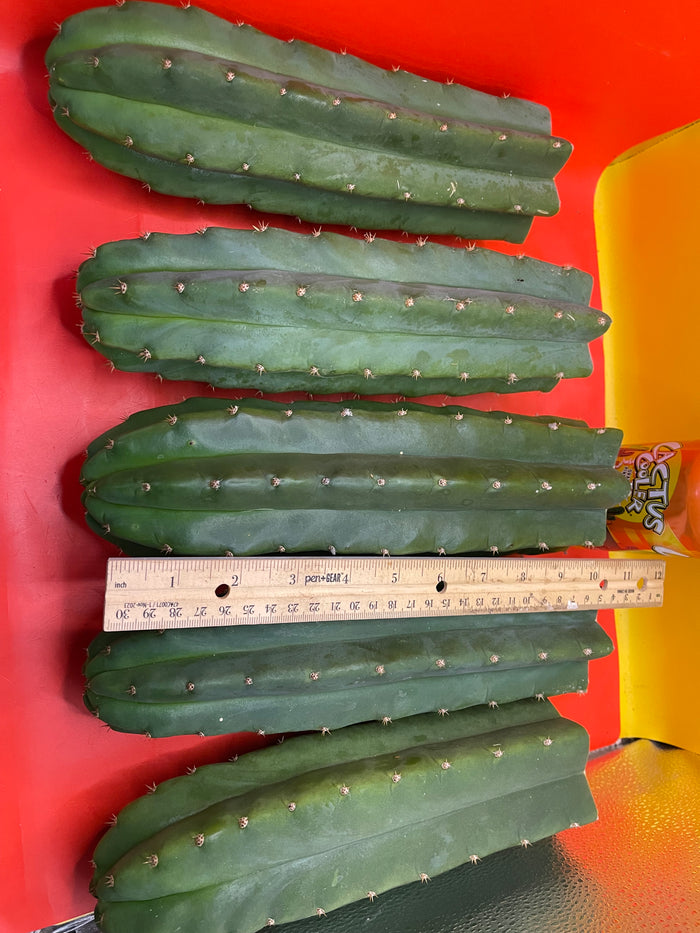 San Pedro Cactus cutting - Medium 8”-10” fresh cut  !