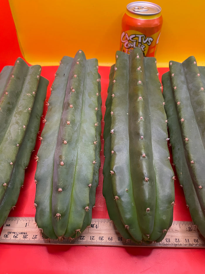 San Pedro Cactus cutting - Medium 8”-10” fresh cut  !