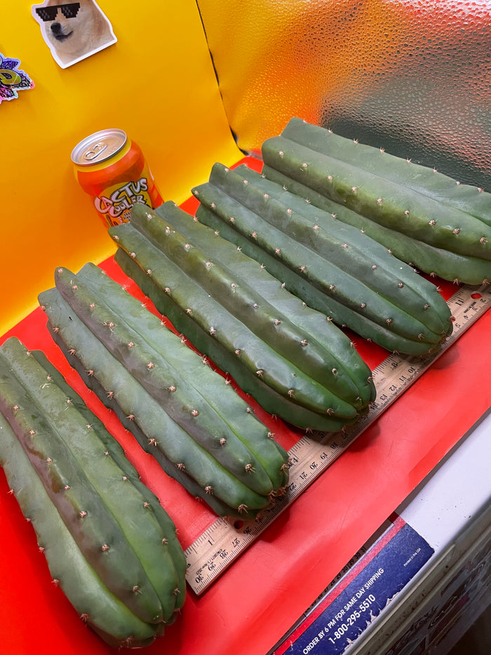 San Pedro Cactus cutting - Medium 8”-10” fresh cut  !