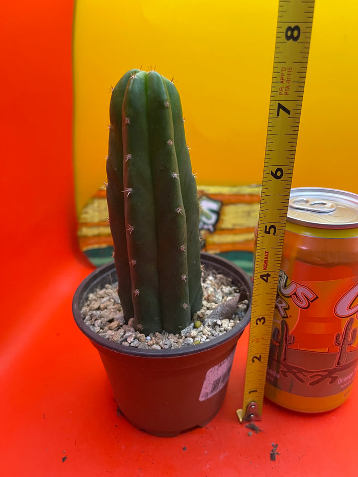 SAN PEDRO CACTUS in a pot