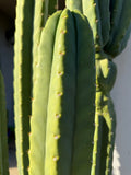 SAN Pedro Cactus Seeds - p.c. X Cahuilla !