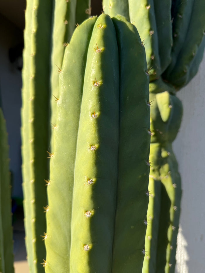SAN Pedro Cactus Seeds - p.c. X Cahuilla !