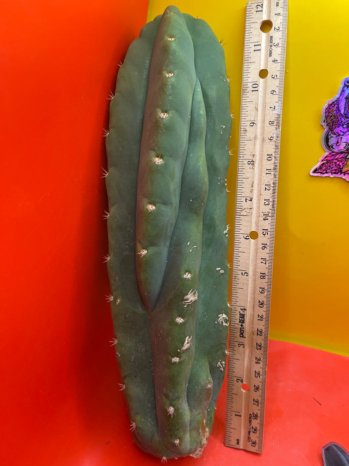 San Pedro Cactus Trichocereus