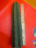 San Pedro Cactus 🌵