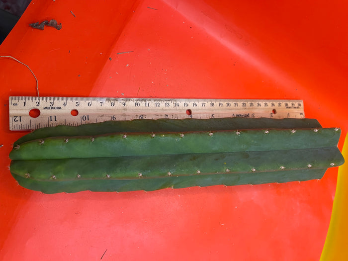 San Pedro Cactus 🌵