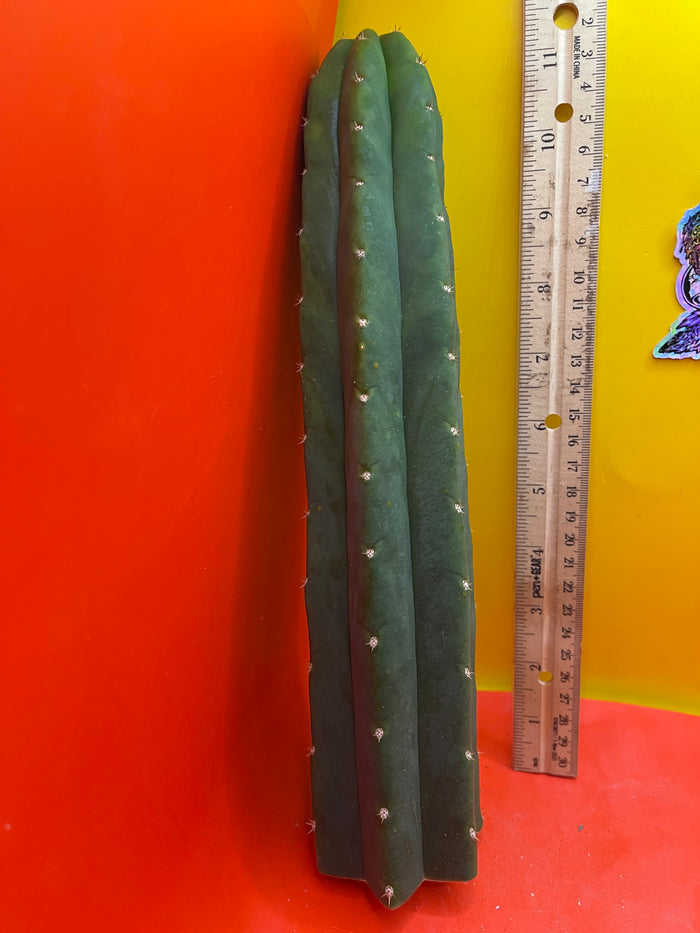 San Pedro Cactus 🌵