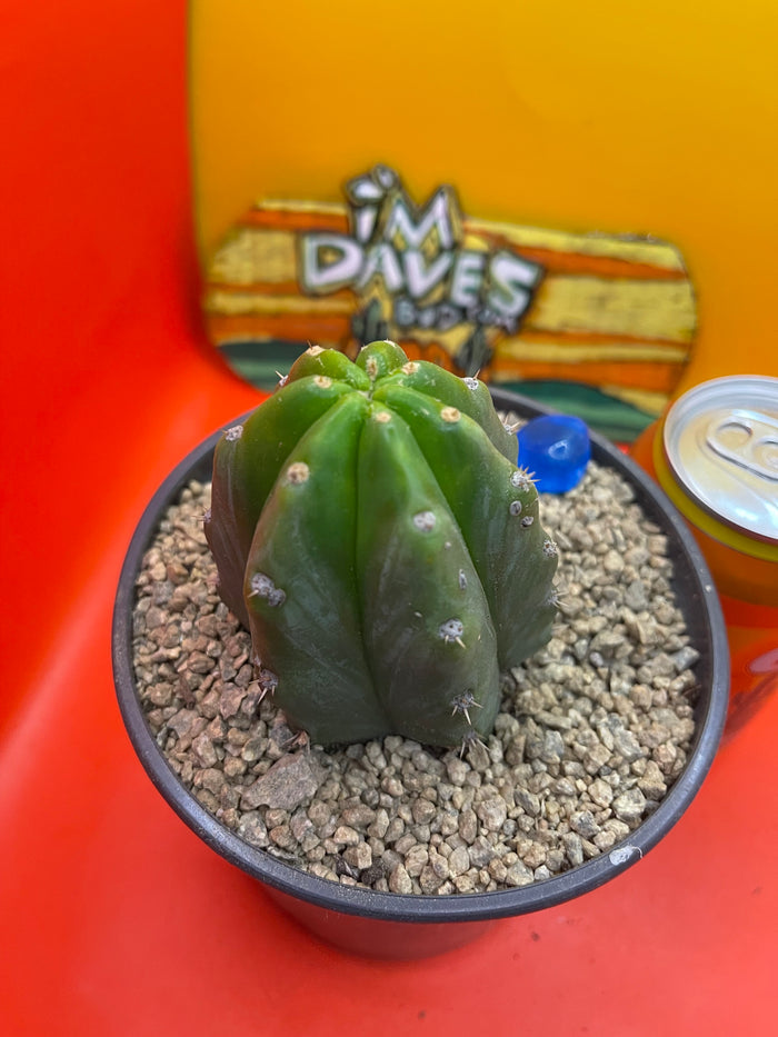 SAN PEDRO CACTUS