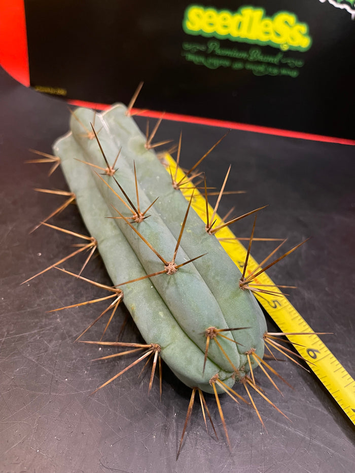 San Pedro cactus !🌵🌶️