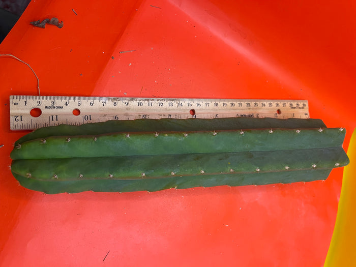 San Pedro Cactus 🌵