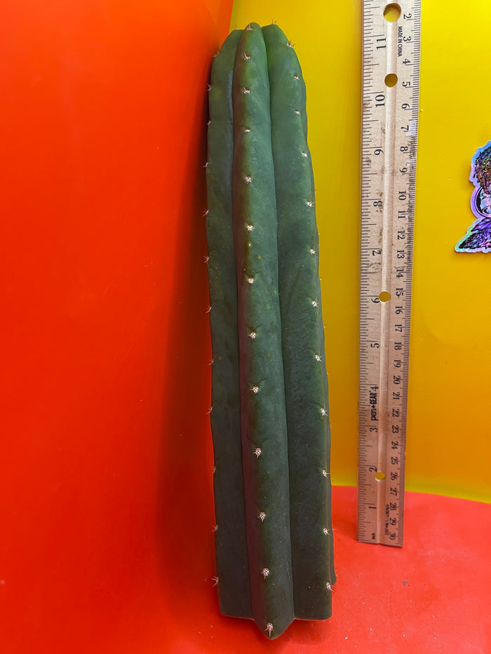 San Pedro Cactus 🌵
