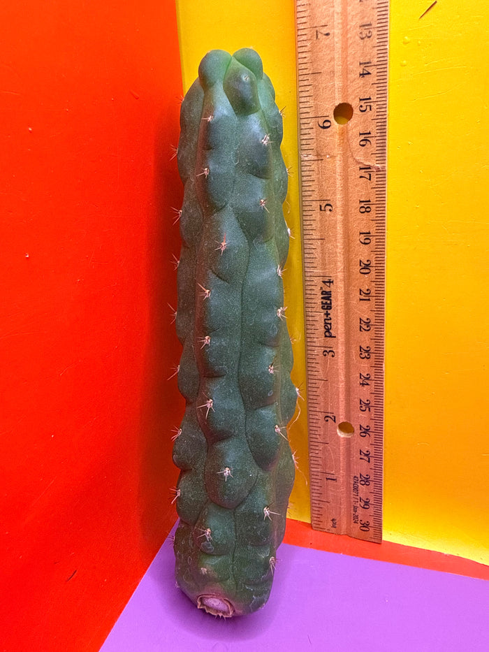 San Pedro weirdo !! - TPM 1