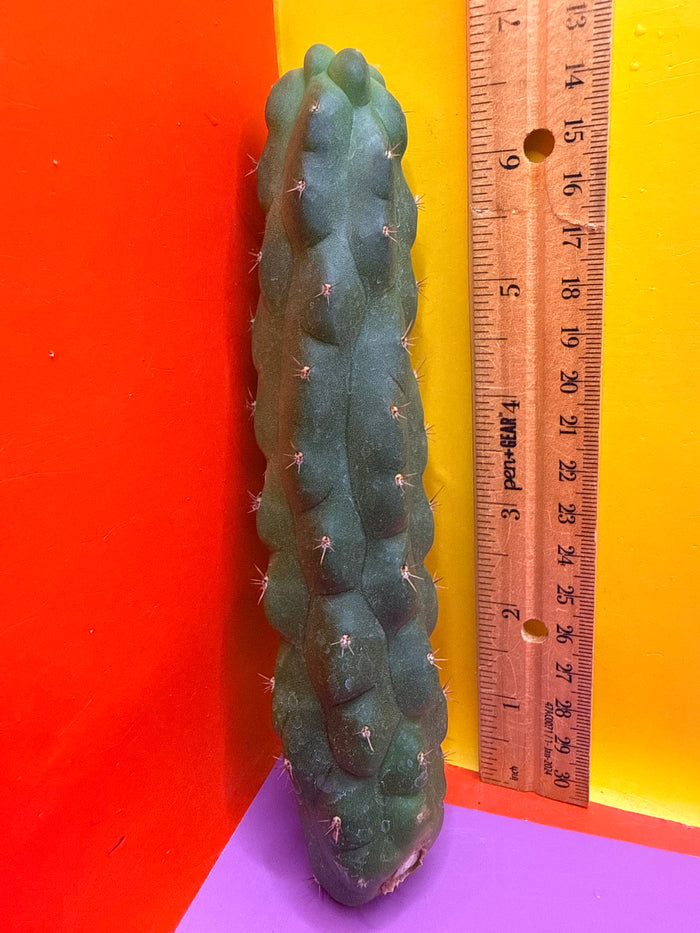 San Pedro weirdo !! - TPM 1