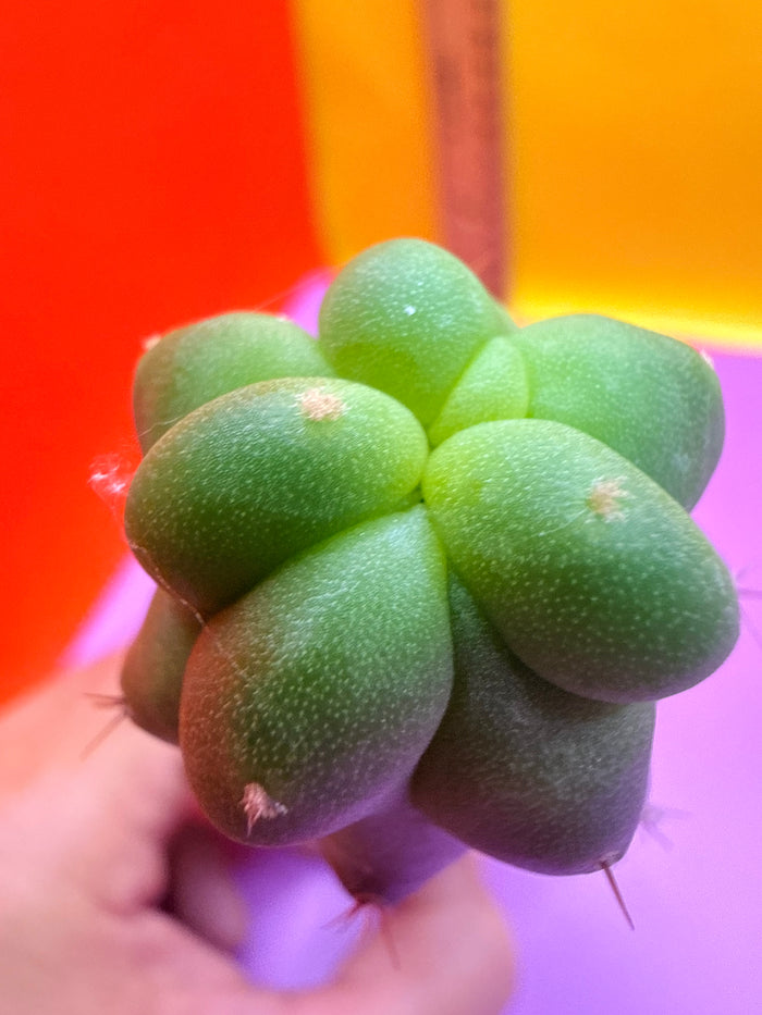 San Pedro weirdo !! - TPM 1
