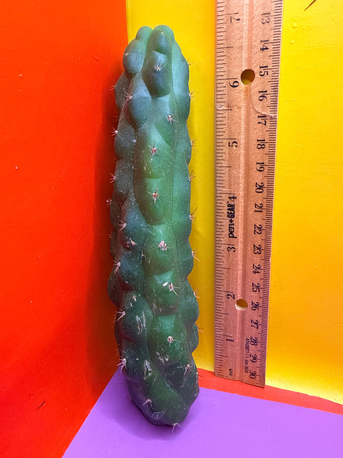 San Pedro weirdo !! - TPM 1
